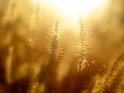 Facets Of Evolution And The Human Condition