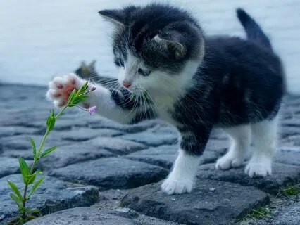 Facing Fear Talk + Practice