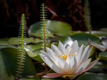 Facing Our Difficult Emotions From A Non-Dual Perspective (Talk & Q&A)