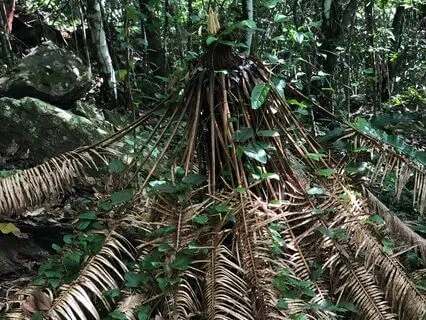 Fact About The Acacia Plant