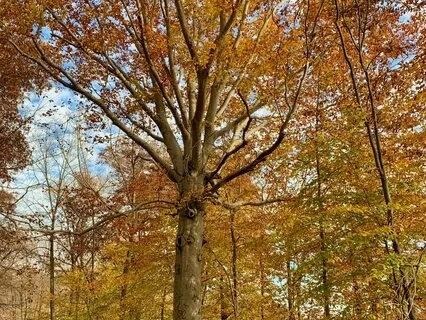 Facts Of Life For White Bodies