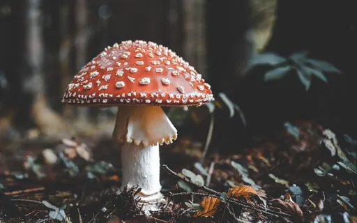 Faerie Of The Night (Live Improvised Loop Session)