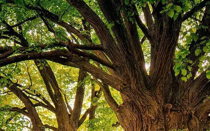 Faery Forest Meditation