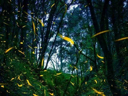 Fairies And Elves: The Magical Quality Of The Subconscious