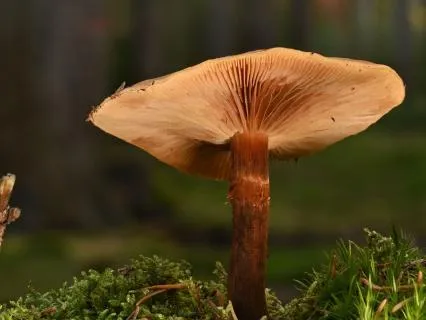 Fairy Garden Sound Bath | Long