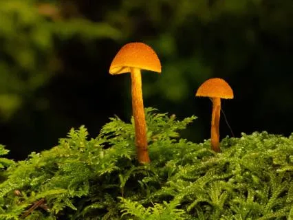 Fairy Garden Sound Bath (Short)