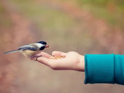 Faith In The Practice