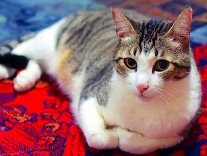 Fall A Sleep To The Sound Of Cat Purring When It Rains