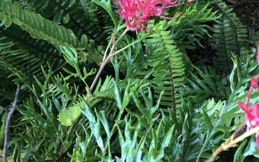 Fall Asleep Being Showered With Affirmations Based On Josh 