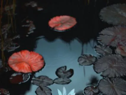 Fall Asleep By The Pond With Binaural Beats And Music