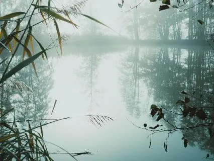 Fall Asleep By The Pond With Binaural Beats