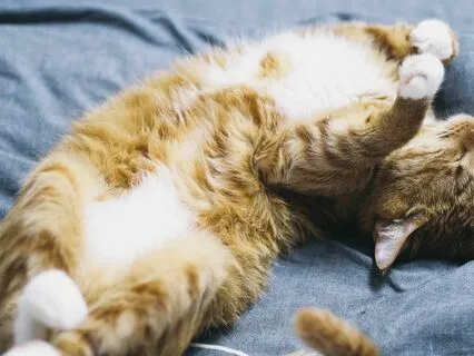 Fall Asleep Consciously: Body Scan & Hypnagogic Mindfulness