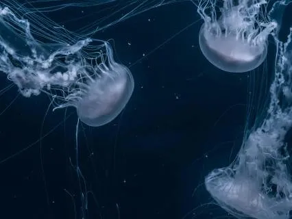 Insomnia Insomnia Healing