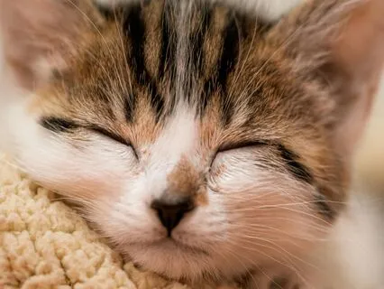 Fall Asleep Fast | 30-Min Studio-Recorded Sleep Music