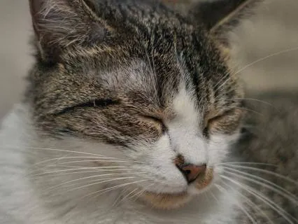 Fall Asleep Fast Tonight: Healing Sleep Therapy