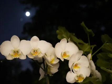 Fall Asleep Fast & Heal Insomnia Sleep Affirmations