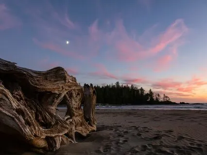 Fall Asleep In Minutes: The Serenade Of The Twilight Shore