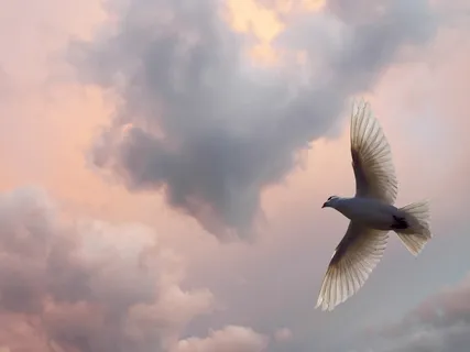 Fall Asleep In The White Clouds - Guided Sleep Meditation