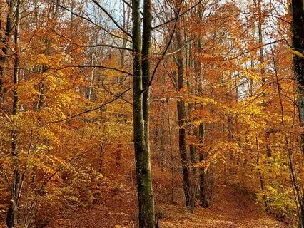 Fall Asleep – Let Go In The Autumn Leaves