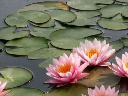 Fall Asleep Peacefully