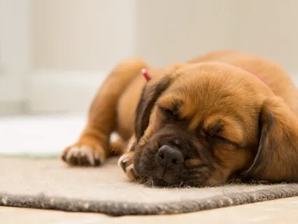 Fall Asleep To Rumi Quotes And Ramble