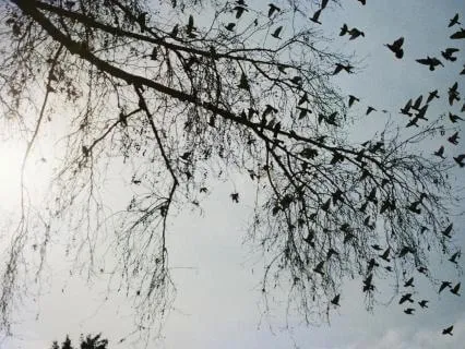 Fall Asleep To The Sound Of A River With Birdsong - 10 hours