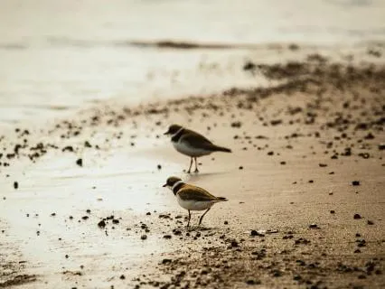 Fall Asleep To The Sound Of Birdsong And Waves - 10 Hours