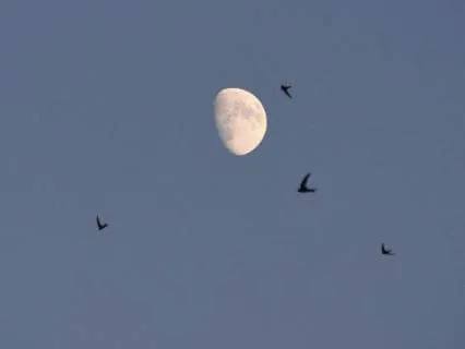 Fall Asleep To The Sound Of Evening Birdsong - 10 hours