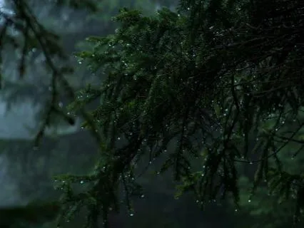 Fall Asleep To The Sound Of Rain - 8 hours