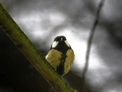 Fall Asleep To The Sound Of Woodland Birdsong - 10 hours
