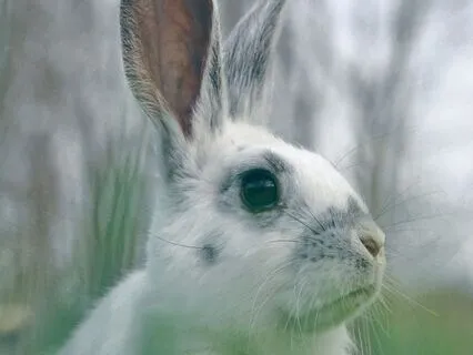 Fall Asleep To The Tale Of Peter Rabbit