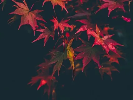 Fall Asleep Under The Red Maple Tree