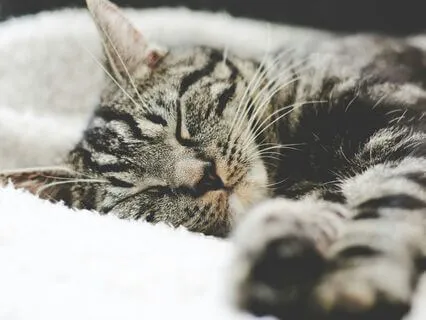 Fall Asleep Using Multiplication