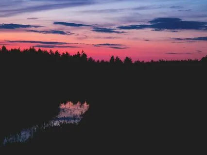 Fall Asleep While Learning About Foxes