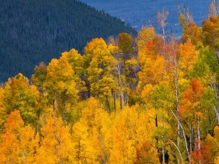 Fall Asleep While Learning About Marlboro College