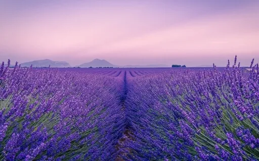 Fall Asleep With A Fairy 