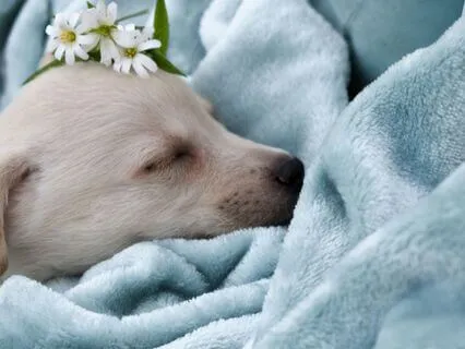 Fall Asleep With A Loving Heart