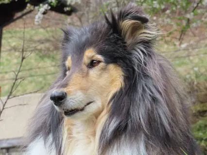 Fall Asleep With Your Pet Under The Stars (With Reiki)