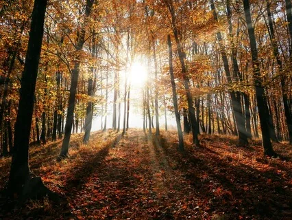 Fall / Autumn Equinox Reflection & Intention Setting
