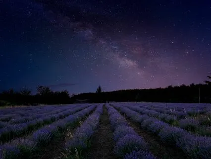 Fall Back Asleep: The Dream Compass