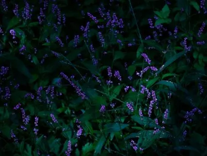 Fall Back Asleep: The Moonlit Garden