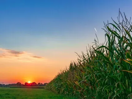 Fall Breathing Meditation For Beginners