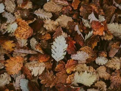 Fall Equinox 2024 (Welcome + Release) Meditation