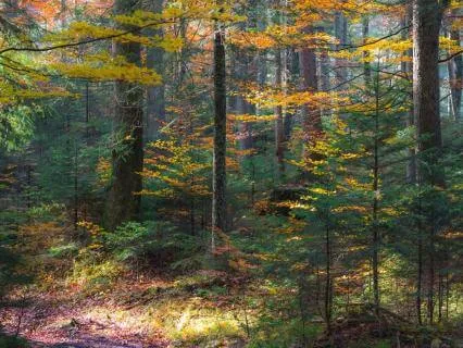 Fall Equinox 2026 (The Sacred In-Between)