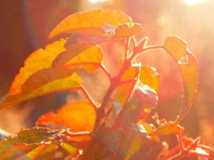 Fall Equinox Activation Meditation