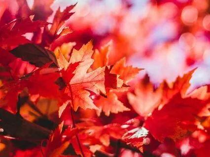 Fall Equinox | Embrace Change | Cultivate Gratitude