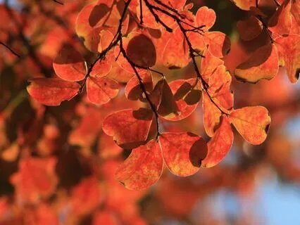 Fall Equinox Meditation