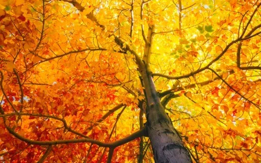 Fall Into Your Breath