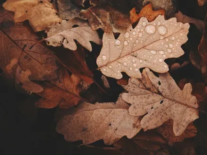 Fall Leaves | Relaxation Sleep Meditation Piano 432 Hz