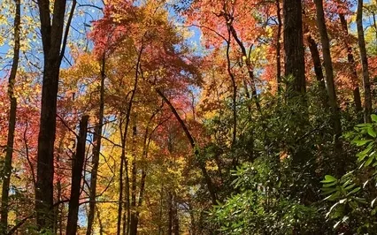 Fall Meditation: Listening To Your body